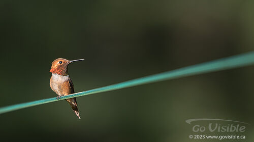 Hummingbirds - Kooteneys BC, Canada