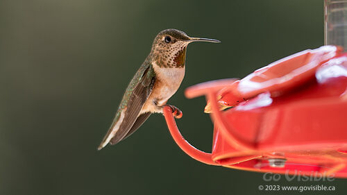 Hummingbirds - Kooteneys BC, Canada