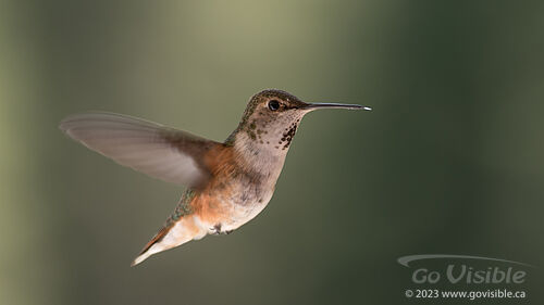 Hummingbirds - Kooteneys BC, Canada