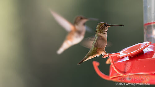 Hummingbirds - Kooteneys BC, Canada