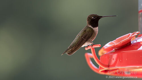 Hummingbirds - Kooteneys BC, Canada