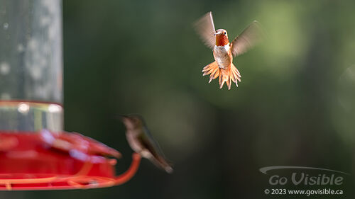 Hummingbirds - Kooteneys BC, Canada