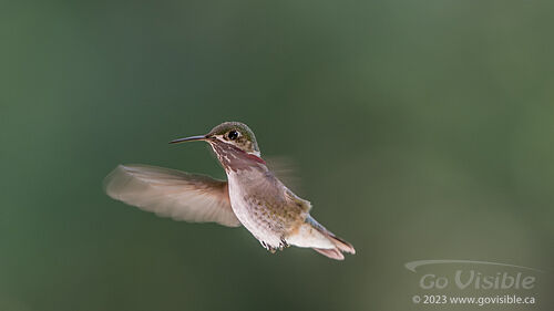 Hummingbirds - Kooteneys BC, Canada