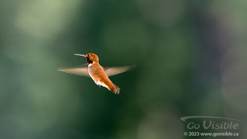 Hummingbirds - Kooteneys BC, Canada