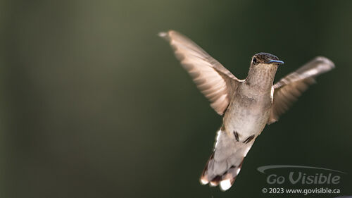 Hummingbirds - Kooteneys BC, Canada