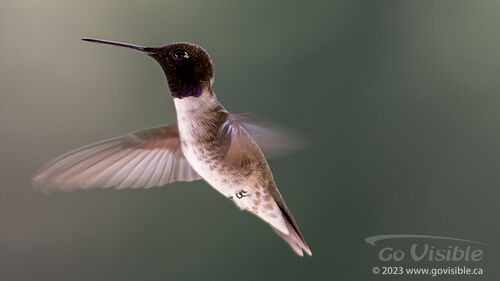 Hummingbirds - Kooteneys BC, Canada