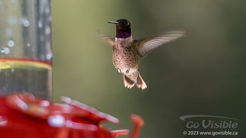 Hummingbirds - Kooteneys BC, Canada