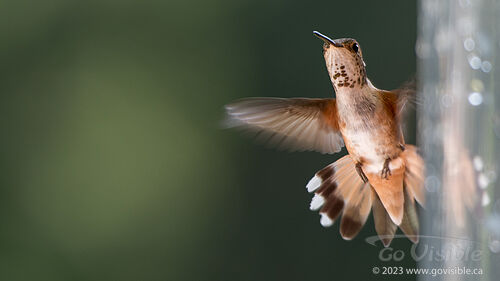 Hummingbirds - Kooteneys BC, Canada