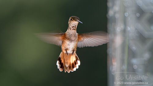 Hummingbirds - Kooteneys BC, Canada