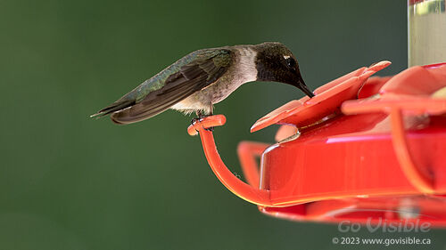 Hummingbirds - Kooteneys BC, Canada