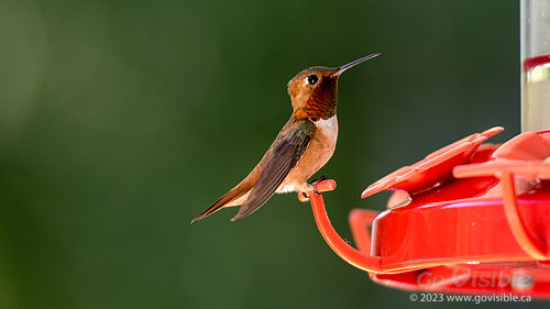 Hummingbirds - Kooteneys BC, Canada