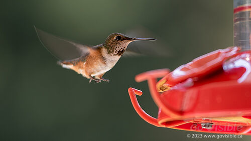 Hummingbirds - Kooteneys BC, Canada