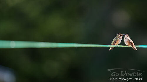 Hummingbirds - Kooteneys BC, Canada