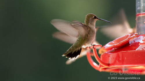 Hummingbirds - Kooteneys BC, Canada