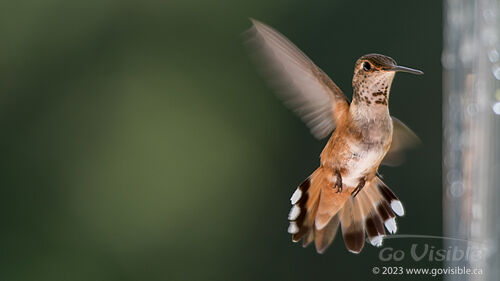 Hummingbirds - Kooteneys BC, Canada