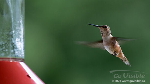 Hummingbirds - Kooteneys BC, Canada