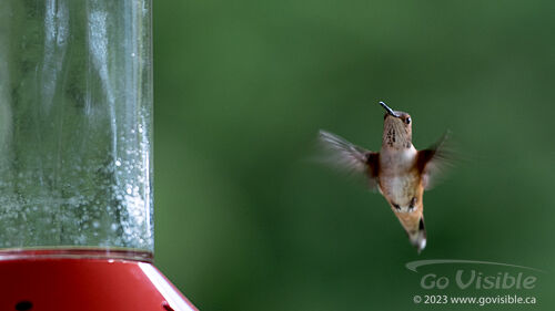 Hummingbirds - Kooteneys BC, Canada