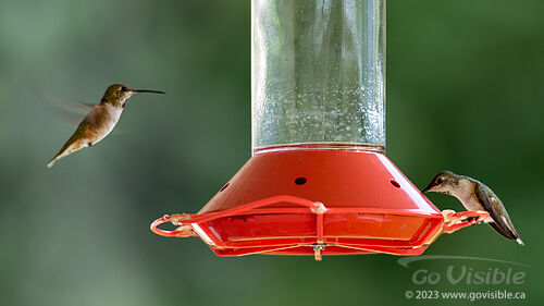 Hummingbirds - Kooteneys BC, Canada