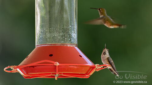 Hummingbirds - Kooteneys BC, Canada