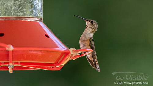 Hummingbirds - Kooteneys BC, Canada