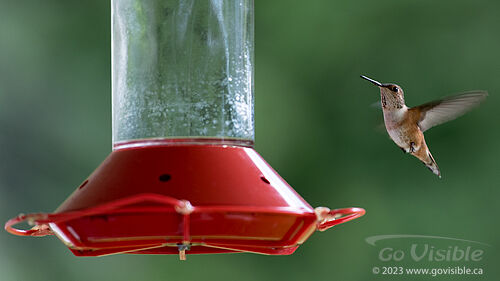 Hummingbirds - Kooteneys BC, Canada