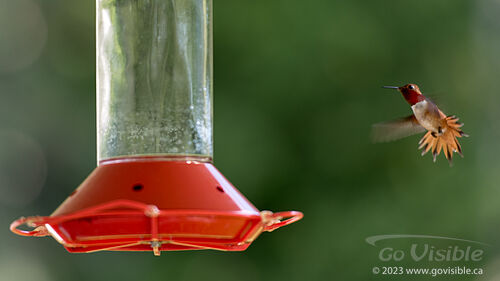 Hummingbirds - Kooteneys BC, Canada