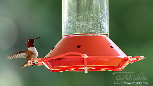 Hummingbirds - Kooteneys BC, Canada