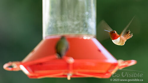 Hummingbirds - Kooteneys BC, Canada