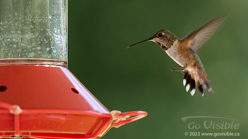 Hummingbirds - Kooteneys BC, Canada