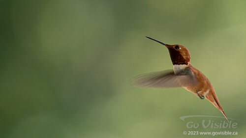 Hummingbirds - Kooteneys BC, Canada