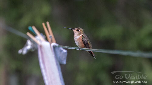 Hummingbirds - Kooteneys BC, Canada