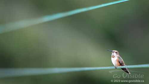 Hummingbirds - Kooteneys BC, Canada