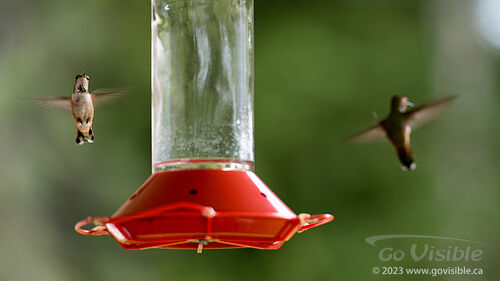 Hummingbirds - Kooteneys BC, Canada