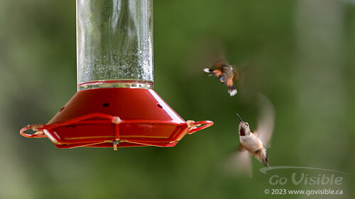 Hummingbirds - Kooteneys BC, Canada