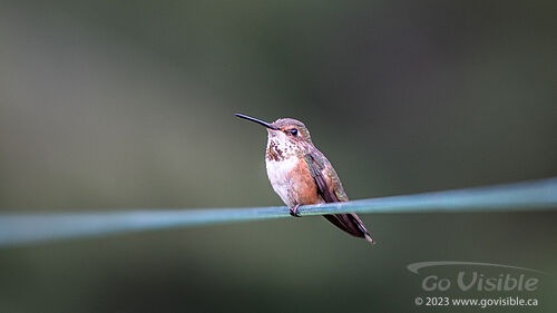 Hummingbirds - Kooteneys BC, Canada