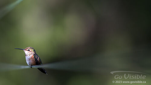 Hummingbirds - Kooteneys BC, Canada