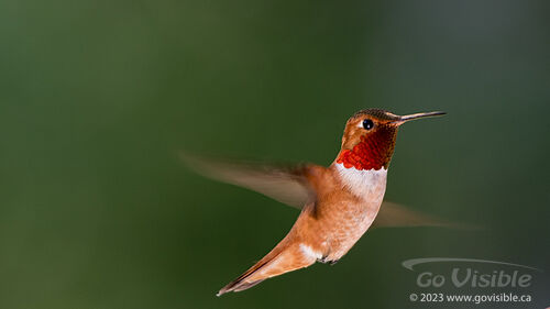 Hummingbirds - Kooteneys BC, Canada