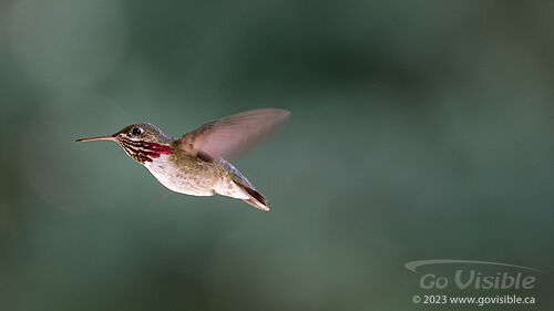 Hummingbirds - Kooteneys BC, Canada