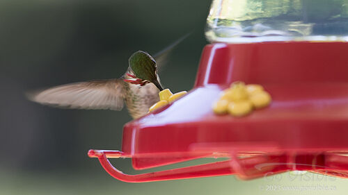 Hummingbirds - Kooteneys BC, Canada