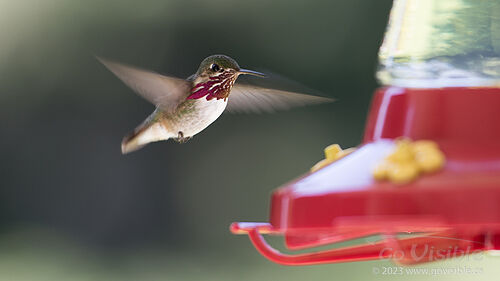 Hummingbirds - Kooteneys BC, Canada