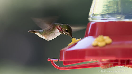 Hummingbirds - Kooteneys BC, Canada