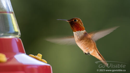 Hummingbirds - Kooteneys BC, Canada