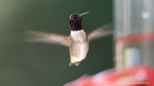 Hummingbirds - Kooteneys BC, Canada