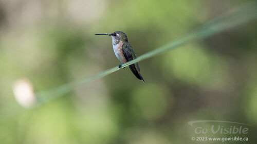 Hummingbirds - Kooteneys BC, Canada