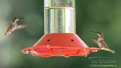 Hummingbirds - Kooteneys BC, Canada