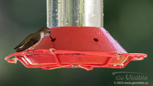 Hummingbirds - Kooteneys BC, Canada