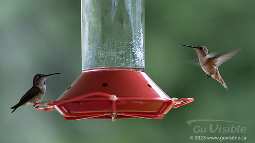 Hummingbirds - Kooteneys BC, Canada