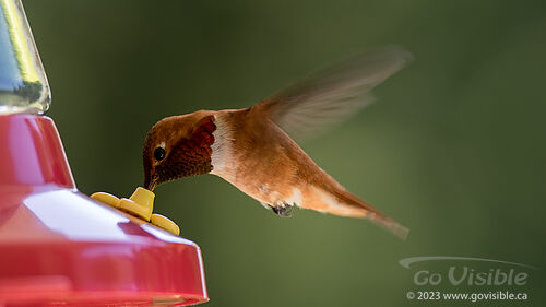 Hummingbirds - Kooteneys BC, Canada