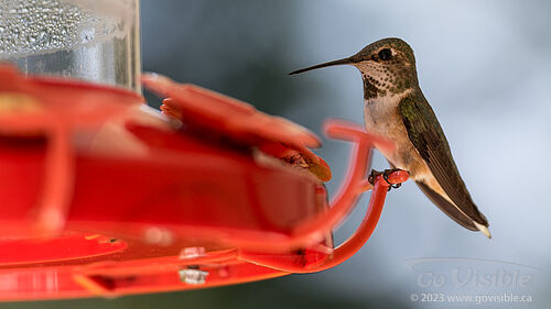 Hummingbirds - Kooteneys BC, Canada