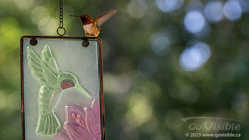 Hummingbirds - Kooteneys BC, Canada